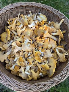 IMG_1703.jpeg