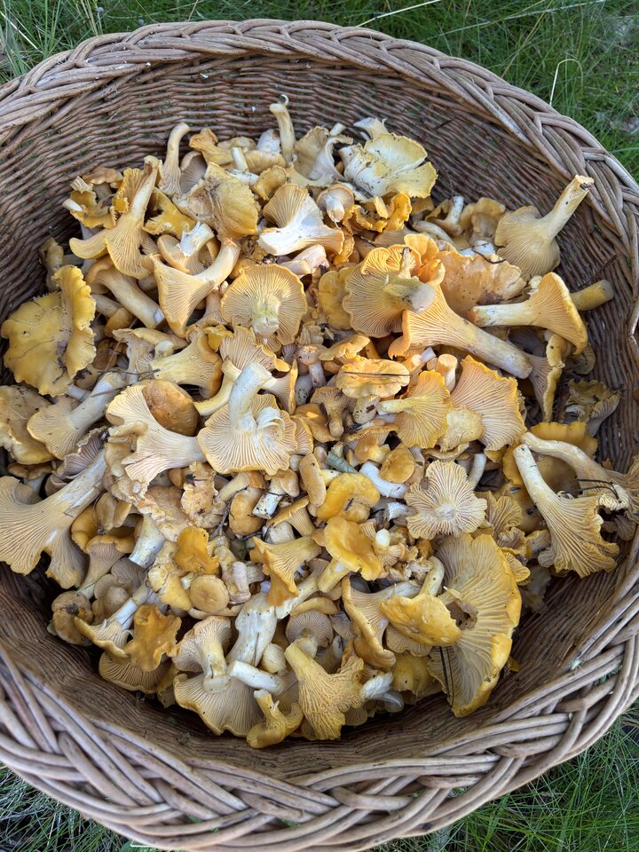 IMG_1703.jpeg - NaturystaXXX