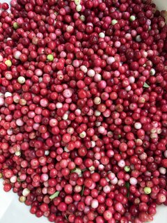 IMG_1705.jpeg