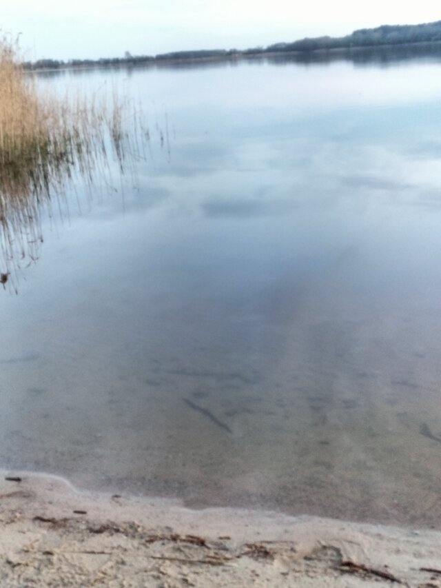 Mileneusz