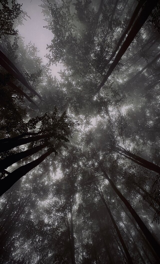 Dark_Whisper