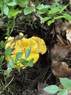 IMG_1807.jpeg