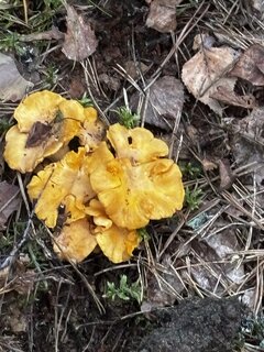 IMG_1804.jpeg