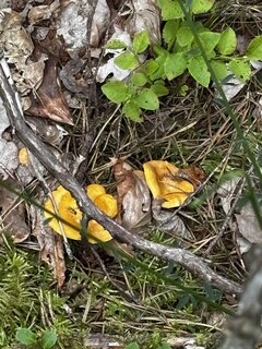 IMG_1809.jpeg