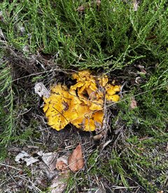 IMG_1806.jpeg
