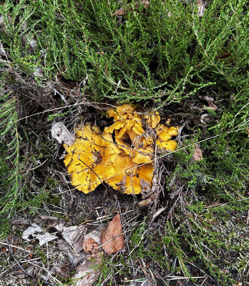 IMG_1806.jpeg - NaturystaXXX