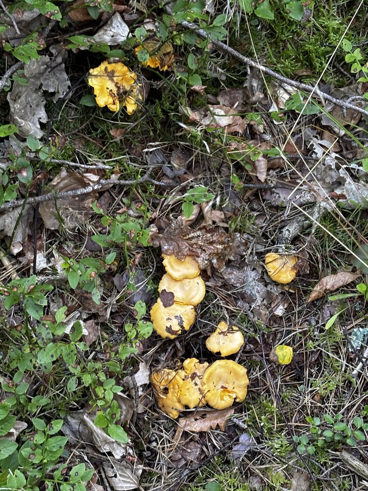 IMG_1840.jpeg - NaturystaXXX