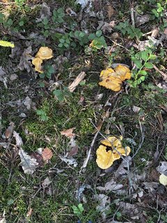 IMG_1841.jpeg