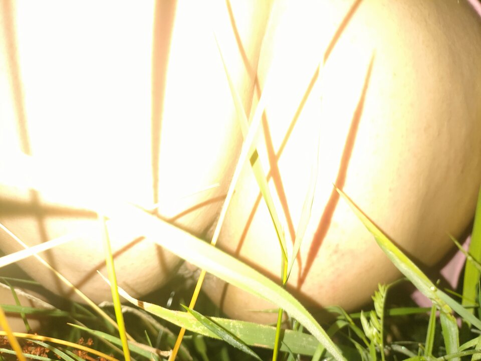 1000007644.jpg - Ona44on44