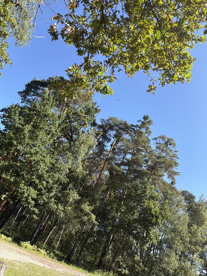 image.jpg - Trampus