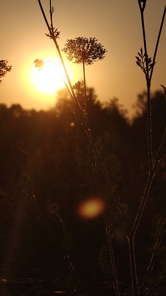21703.jpg - Natural_Freedom
