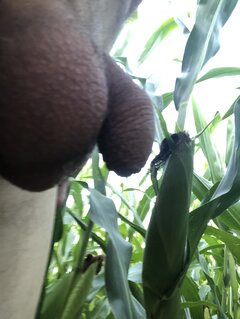 IMG_4222.jpeg