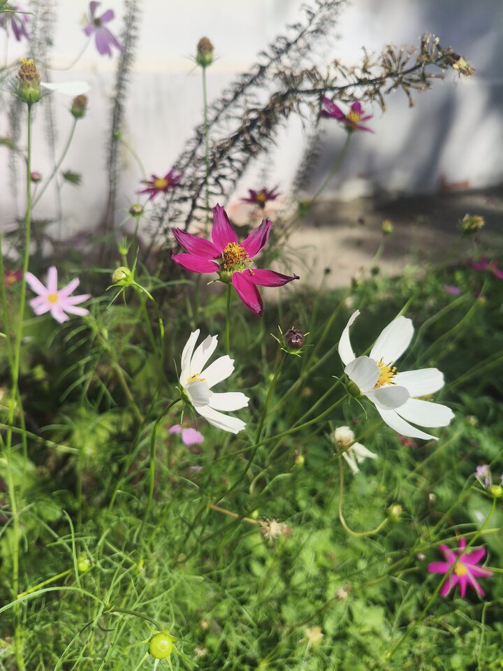 1000006641.jpg - yourdreamCristal