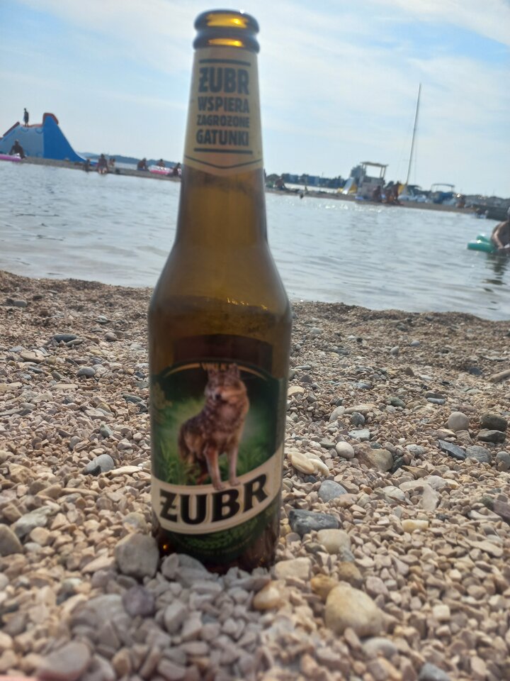 Żubr na Dalmacji-Vodice - EnglebertStrauss