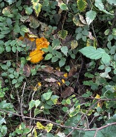 IMG_2082.jpeg