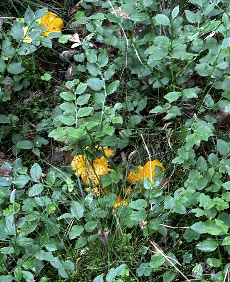 IMG_2084.jpeg - NaturystaXXX