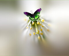 Motyl