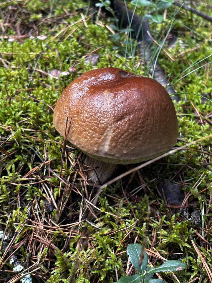 IMG_2133.jpeg - NaturystaXXX