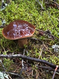 IMG_2120.jpeg