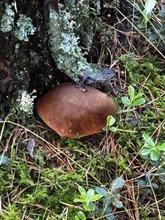IMG_2121.jpeg