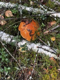 IMG_2123.jpeg