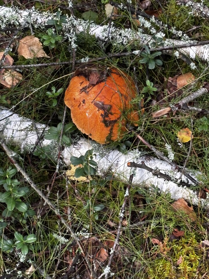 IMG_2123.jpeg - NaturystaXXX