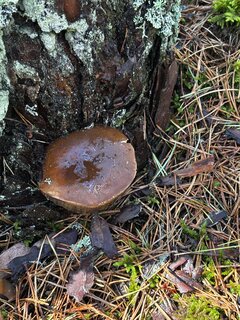 IMG_2119.jpeg