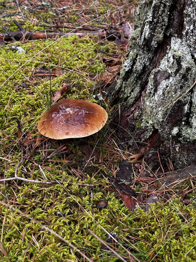 NaturystaXXX