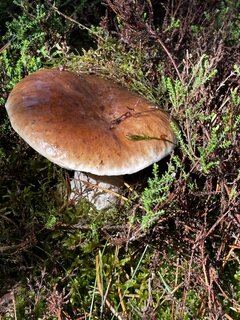 IMG_2131.jpeg