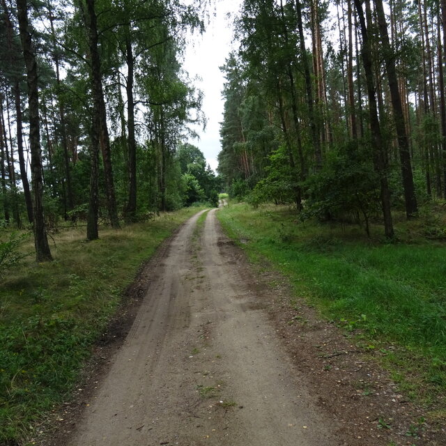 bojman8