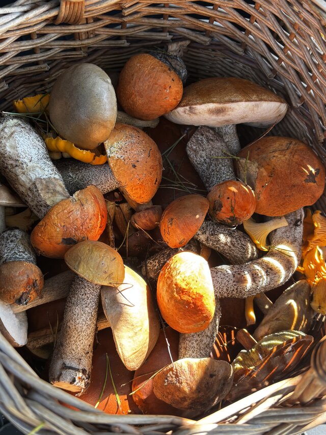 NaturystaXXX