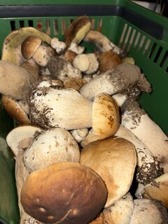 🍄‍🟫
