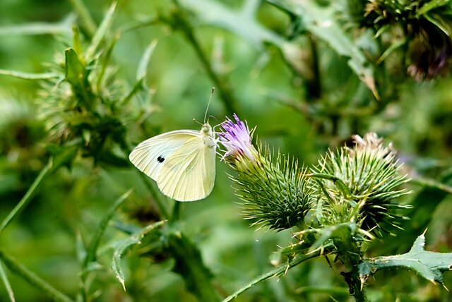 BratniaDusza04