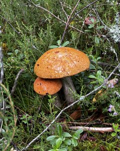 IMG_2493.jpeg