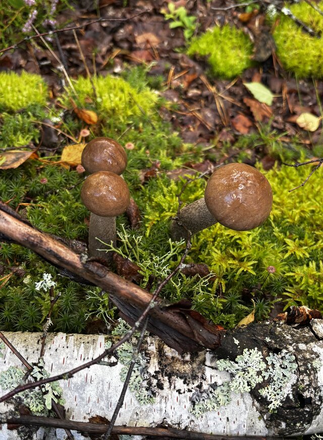 NaturystaXXX