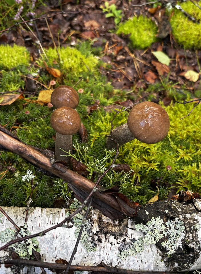 IMG_2492.jpeg - NaturystaXXX
