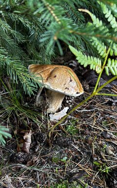 IMG_2465.jpeg