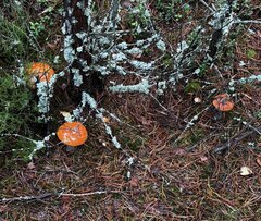 IMG_2489.jpeg