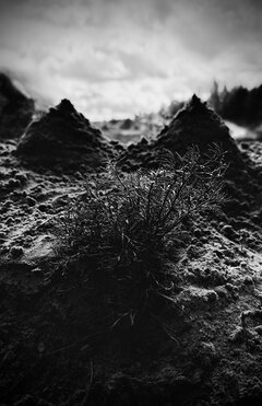 IMG_6566.jpeg