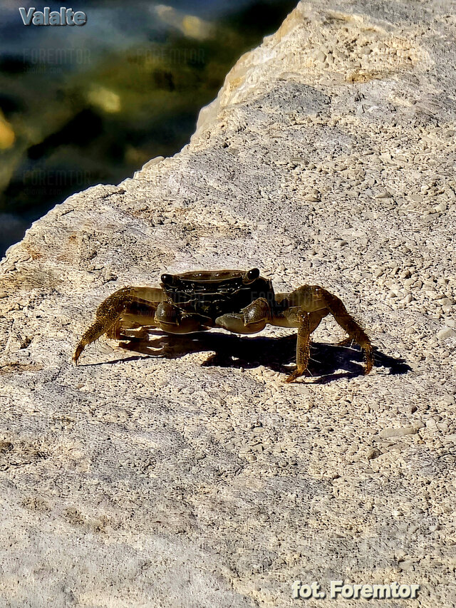 foremtor