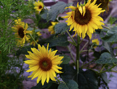 DSC08799.jpg