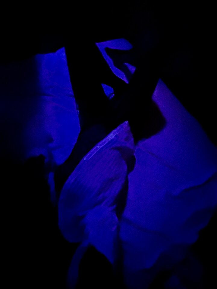 IMG_8292.jpeg - glodnaPrzygod