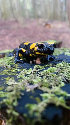 IMG_5734.jpeg