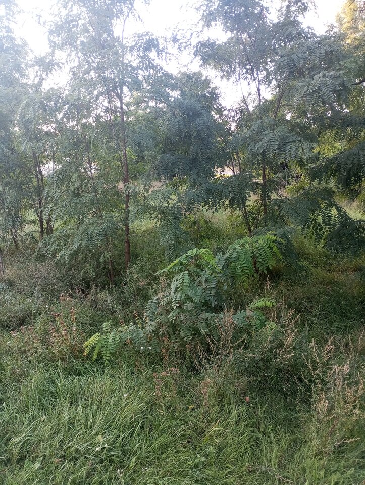 1000001421.jpg - Indi7807