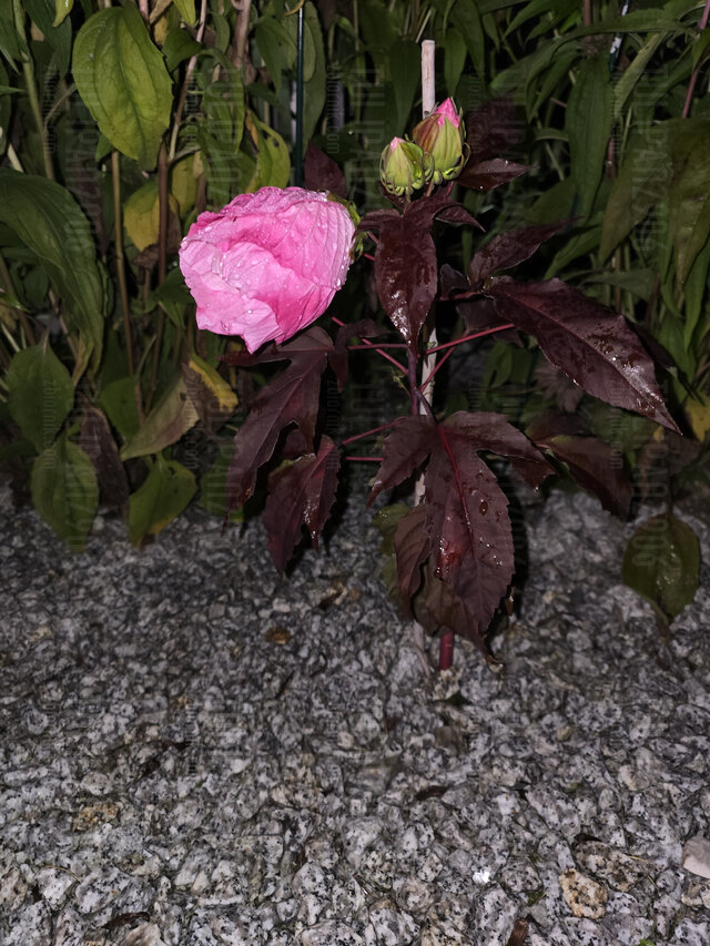TULIPAN2906