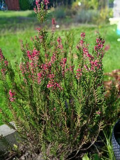 IMG_20260929_115157.jpg