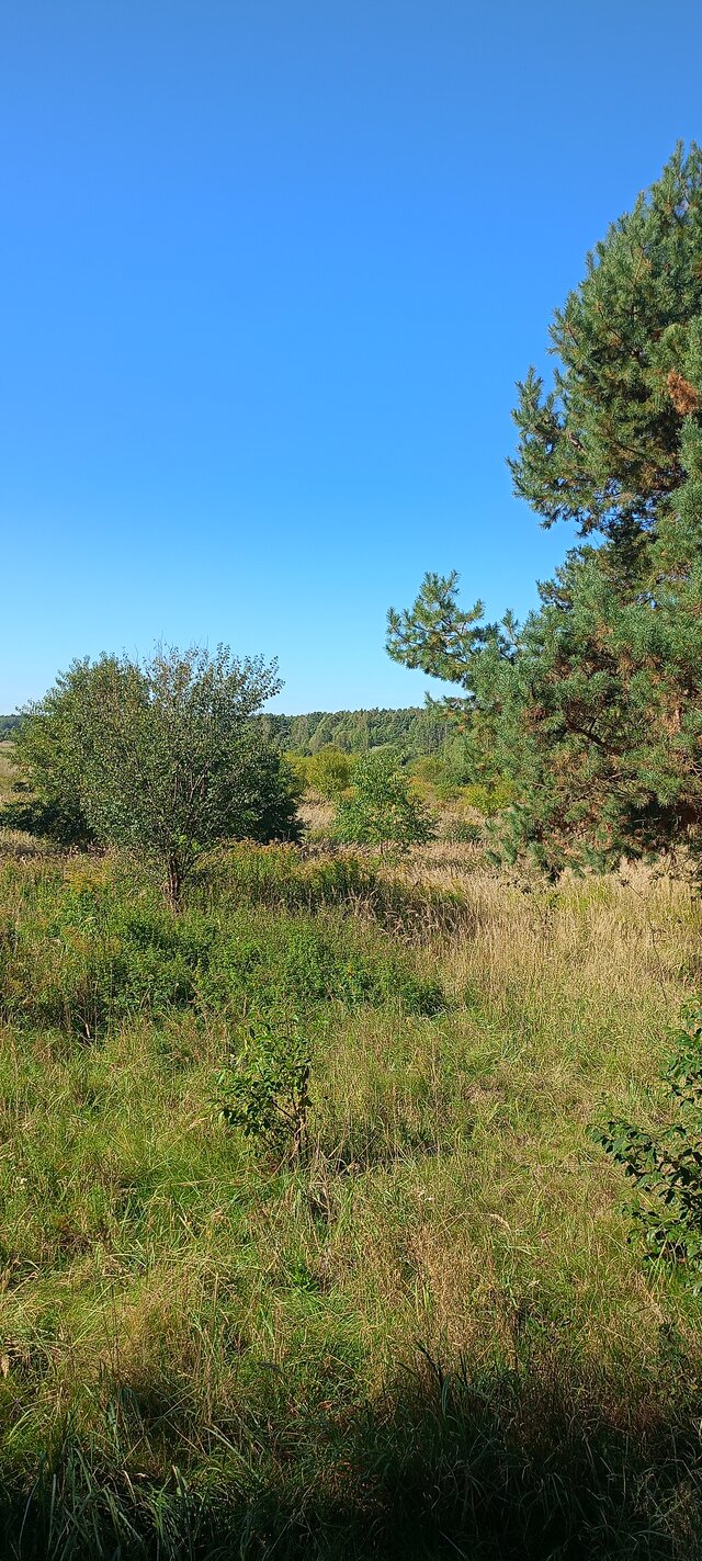 Konik6