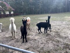 IMG_2409.jpeg