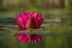 couleur-water-lily-10383620.jpg