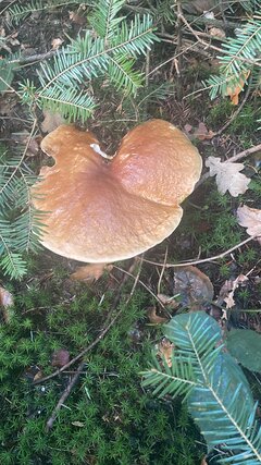 8FFAA48E-F1E2-4320-AA89-6CDBB6916050.jpeg